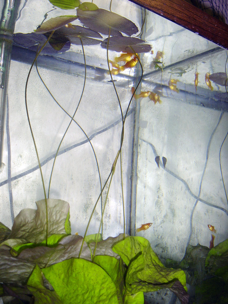 Nymphaea minuta Dec 25 05 transition Image014